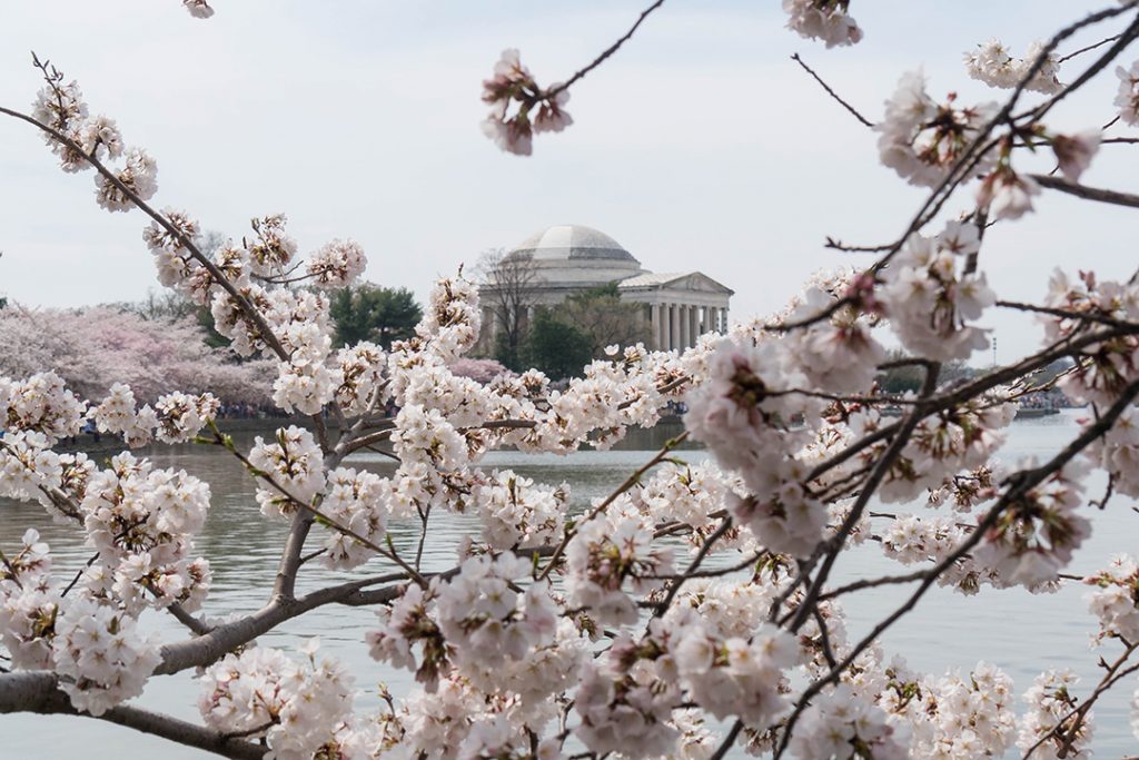 Gorgeous cherry blossoms framing the Jefferson Memorial on this Washington DC itinerary