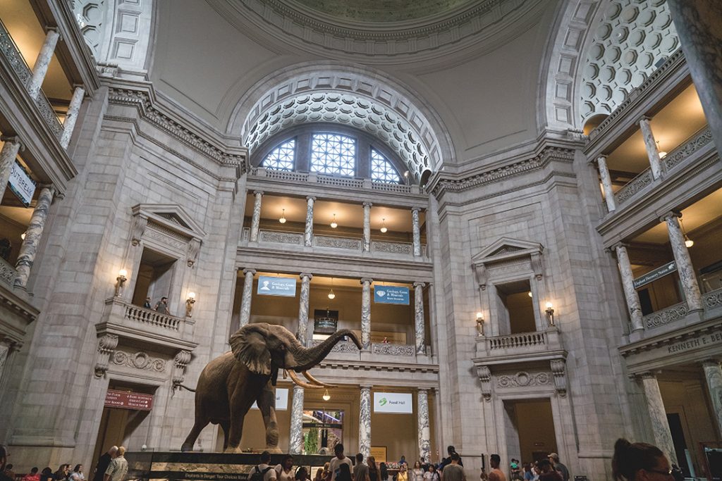 A giant elephant in the main entrance way of the Natural History Museum in Washington DC.