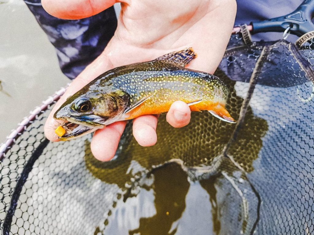 A fish caught while no-kill fly fishing in Valle del Chiese, Trentino, Italy