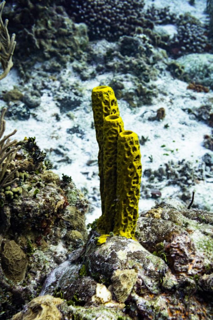 a small yellow coral