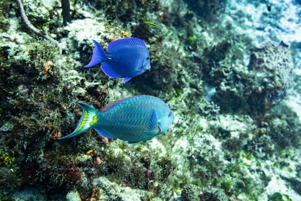 a blue fish and a rainbow fish in cozumel, mexico
