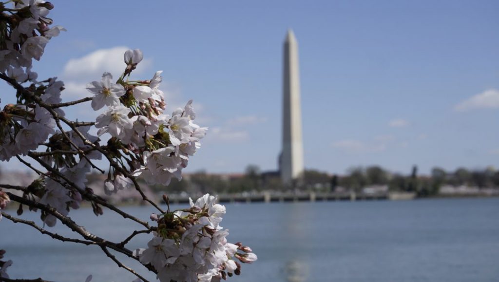cherry blossoms peeking into the frame with the washington monument in the background