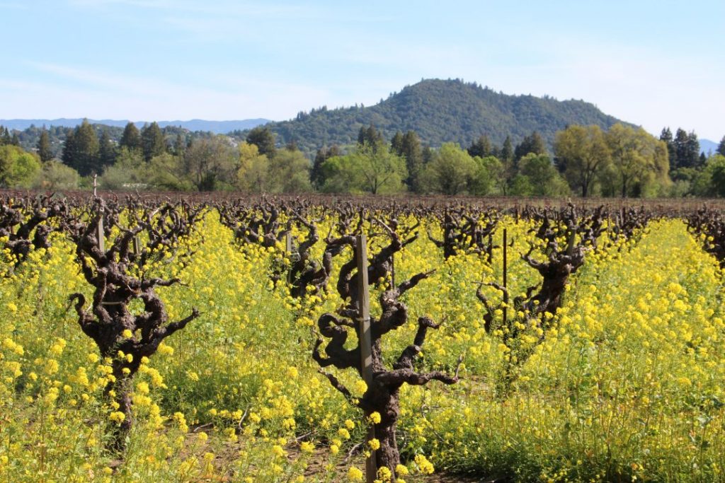 yellow flowers in a vineyard in spring