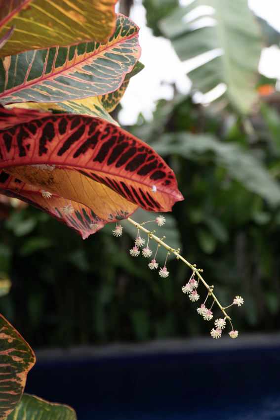 a picture of a leaf with a small background