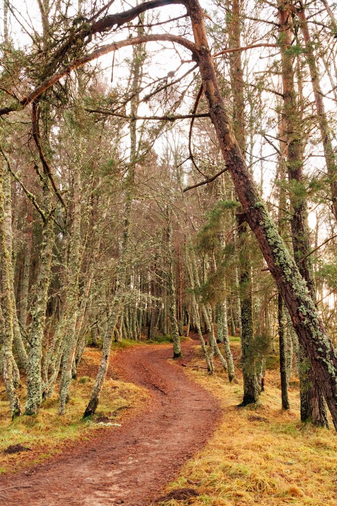 a road through the woods in aviemore