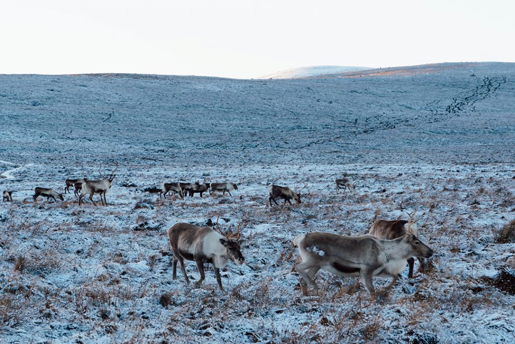 reindeer coming down the mountain