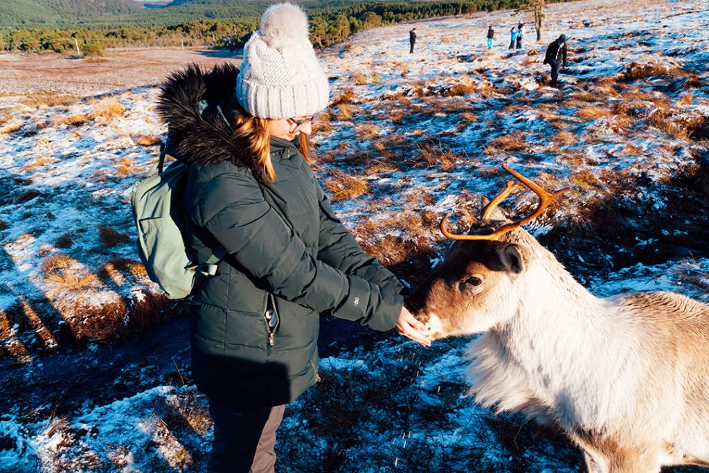 addie feeding a reindeer