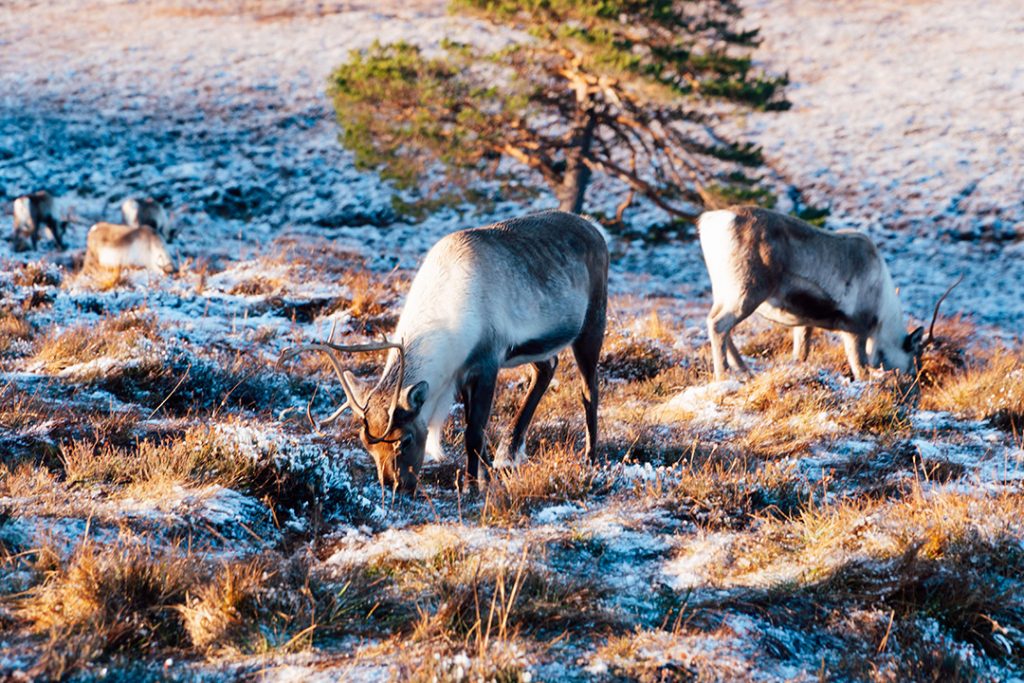 two reindeer eating grass