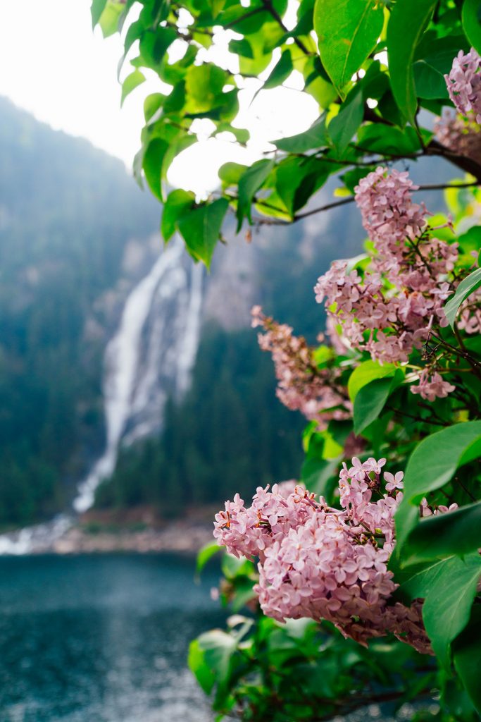 pink flowers in front of a waterfall