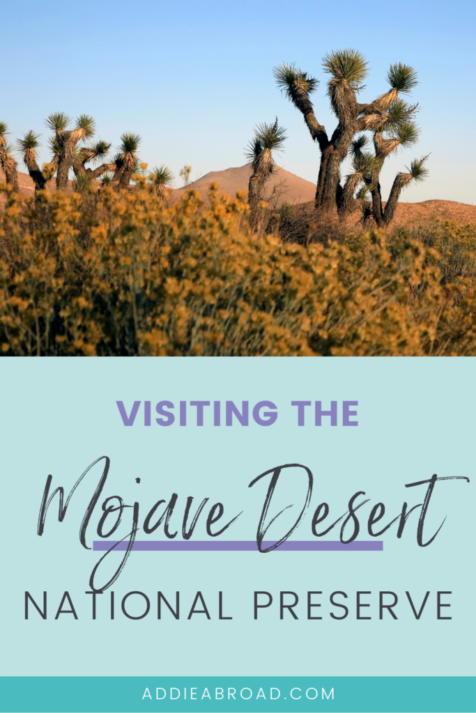 Wanting to visit the Mojave National Preserve? This blog post details everything you need to know about visiting the Mojave Desert, California. Click through to read!